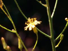 gronovius hawkweed