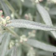 Louisiana wormwood (Artemisia ludoviciana)