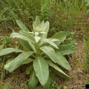 common mullein (Verbascum thapsus) 