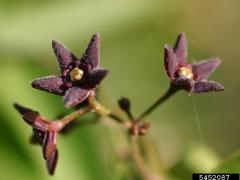 Black dog-strangling vine, black swallowwort