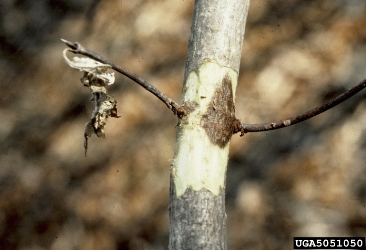 Figure 5.  Canker at the base of an epicormic branch. Photo by: Joseph O’Brien, courtesy of forestryimages.org.