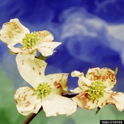 Figure 3.  Necrotic blotches on an infected Cornus spp.  Photo by Clemson University, courtesy of forestryimages.org.